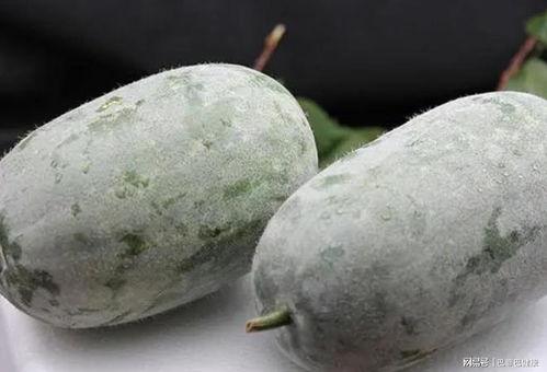吃瓜第一线是什么瓜,探寻热门瓜子的背后故事